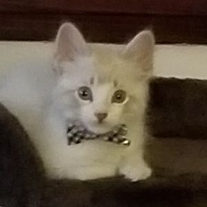 Meet your Posher, Shelley